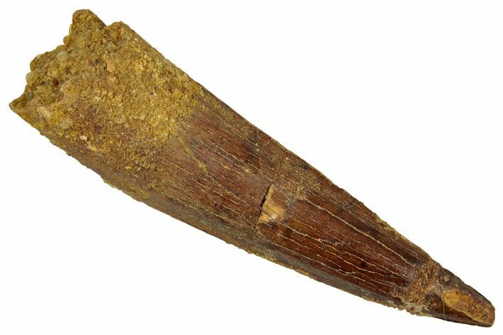 Fossil Spinosaurus Tooth - Real Dinosaur Tooth #353045